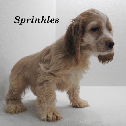 puppy, for, sale, Cocker Spaniel, Joe & Cherri  Overlease, dog, breeder, Miller, MO, dog-breeder, puppy-for-sale, forsale, nearby, find, puppyfind, locator, puppylocator, aca